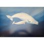 Robin Armstrong Beluga Whales Print - 56.5 x 43cm
