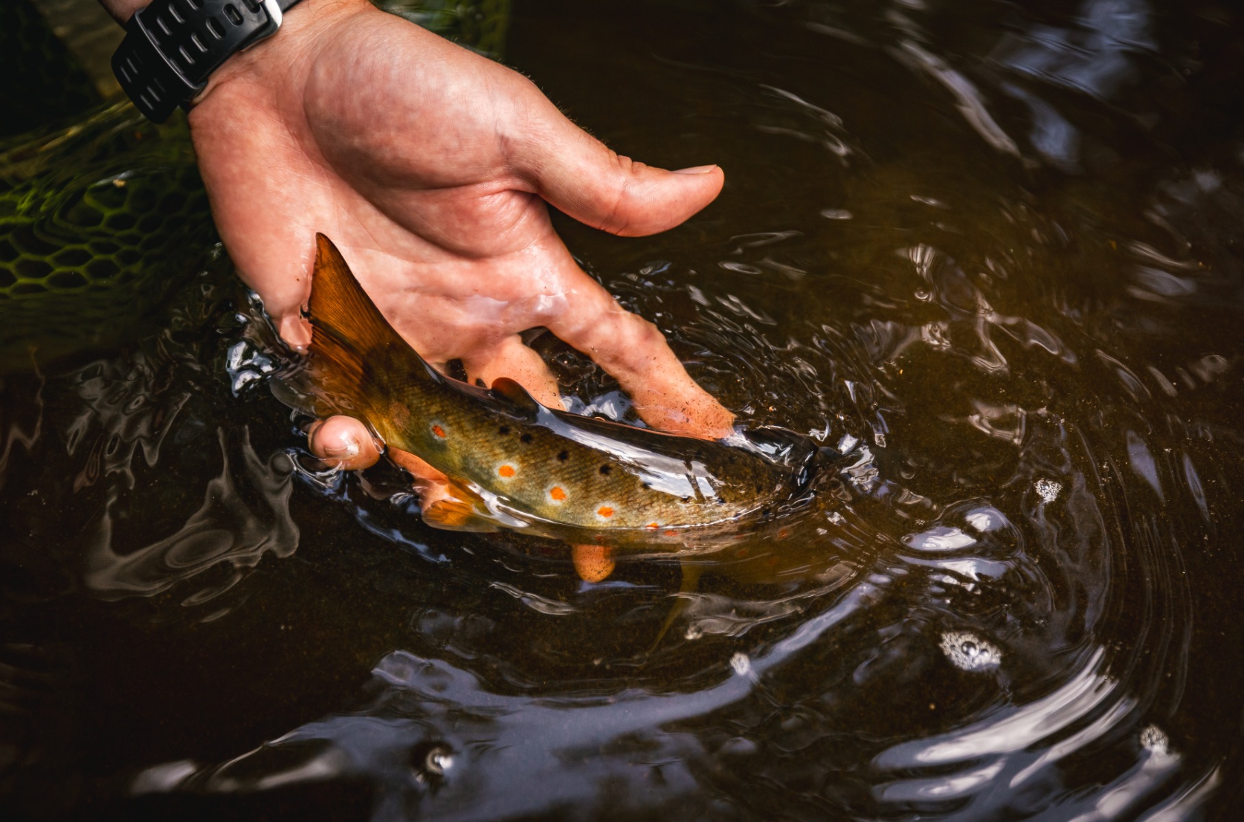 Releasing a small brown trout back into the river