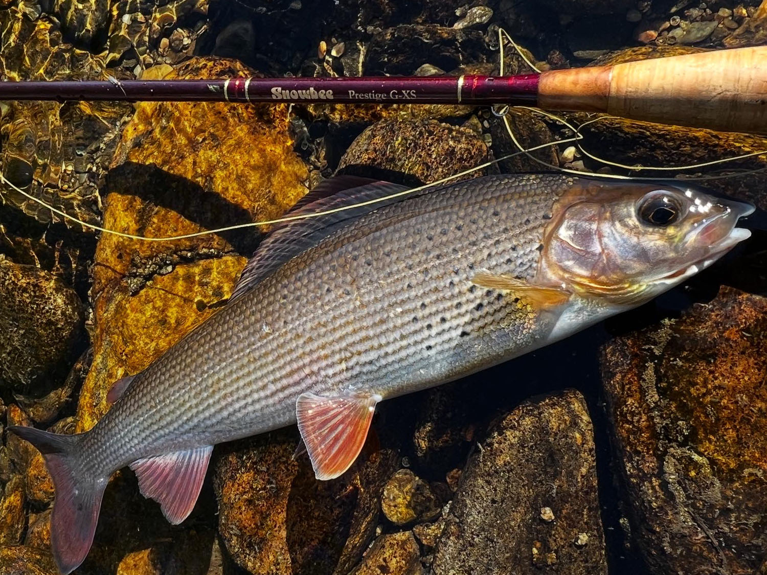 One of the grayling I caught on our practice day on the Otava river