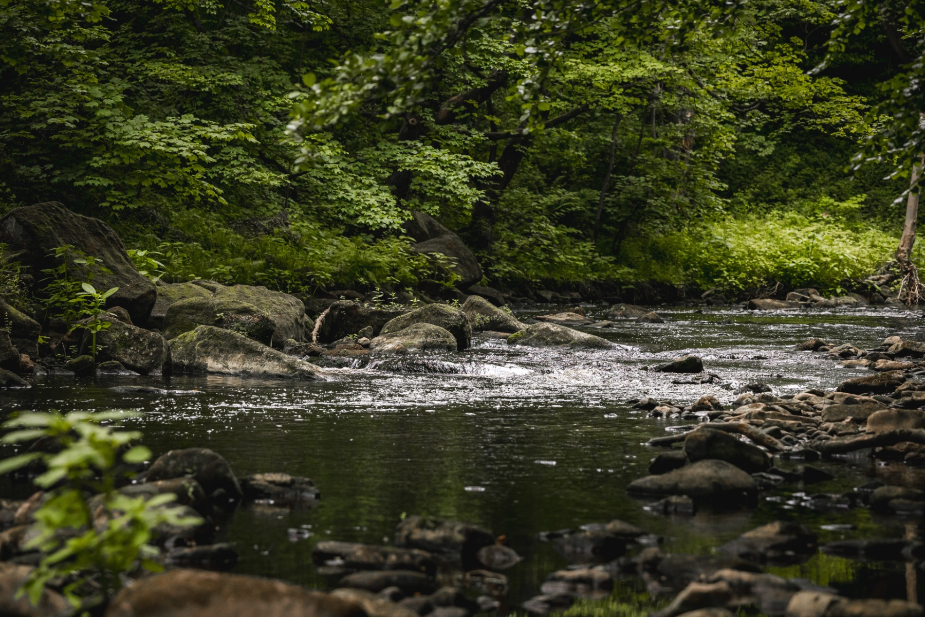 A shaded river cascades over small rocks createing a series of riffles downstream