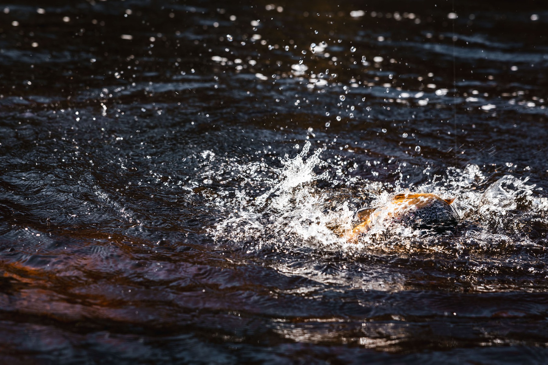 A trout creates a splash in the water